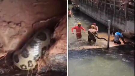 Sucuri de cinco metros é resgatada pelo Corpo de Bombeiros em Goiás