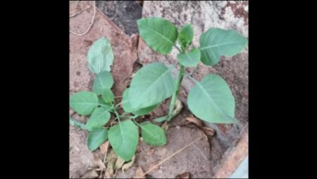 Mulher que ingeriu "falsa couve" com a família morre após intoxicação