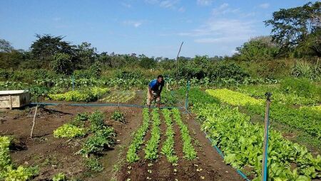 Nova lei amplia acesso ao Garantia-Safra com redução do limite de perdas 