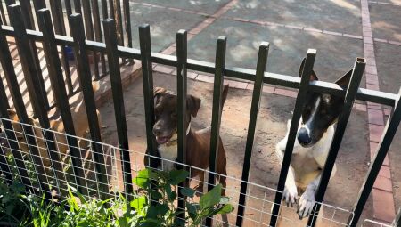 JD1TV: Hotéis para pets em Campo Grande oferecem rotina de lazer e bem-estar 