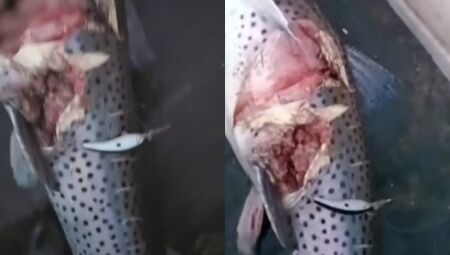 JD1TV: Pescador denuncia efeitos predatórios da pesca esportiva no Rio Ivinhema