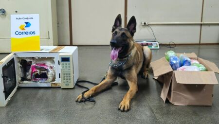 Drogas foram encontradas com auxílio de cão farejador