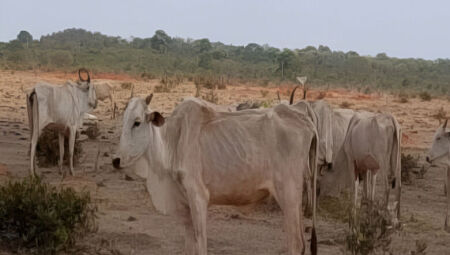 Mais de 8,8 mil bois são encontrados desnutridos e fazendeiro responderá por maus-tratos