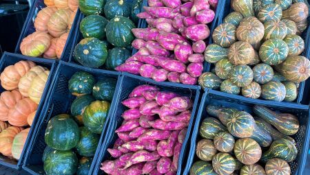 Batata doce apresentou queda no preço