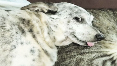 Cadela não iria resistir aos ferimentos