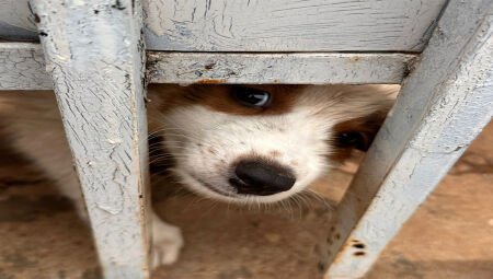 Um dos cachorros que sofriam maus-tratos foi resgatado pela polícia