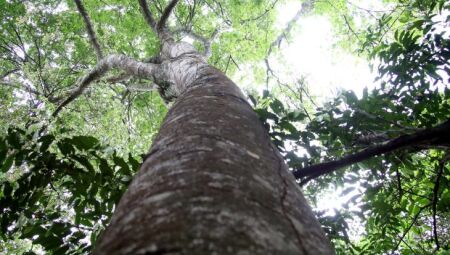 MS é habilitado a captar recursos internacionais por REDD+ no Cerrado