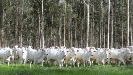 Prazo para declaração e atualização de rebanhos termina dia 1&ordm; de dezembro em MS