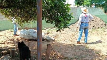 Boi foi contido e levado novamente para a fazenda