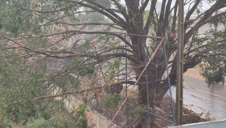 Árvores caíram sobre fiação em pontos da cidade