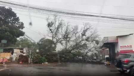 VÍDEO: Árvore cai em cruzamento do Batistão e assusta moradores 