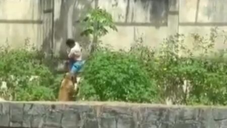 Vídeo: Homem invade jaula e vira lanche de leoa em zoológico de João Pessoa