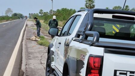 Documentário denuncia mortes de animais na BR-262 e alerta para riscos no Pantanal