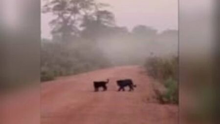 Aparição das onças-preta é algo raro