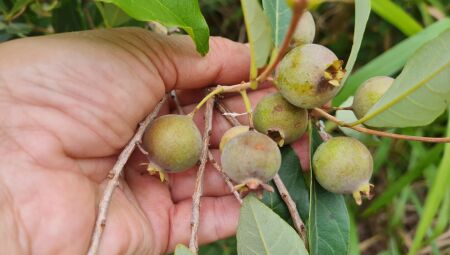 Além do valor gastronômico, a guavira preserva a memória e a biodiversidade do Mato Grosso do Sul.