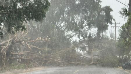Árvore interrompeu fluxo de veículo em rua da Vila Margarida