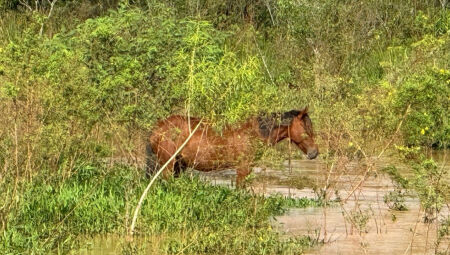 Equino está em situação de vulnerabilidade