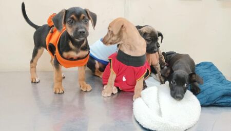 Cães e gatos estarão disponiveis para adoção