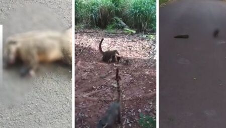 VÍDEO: Moradora denuncia morte de animais silvestres em rua de Campo Grande e pede providências