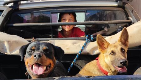 Cachorras fugiram da casa