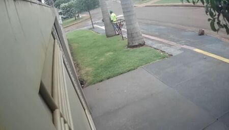 Homem estava escondido atrás de uma árvore