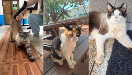 O que começou com simples fotos de momentos fofos nas redes sociais, um gato dormindo na biblioteca, outro se espreguiçando no gramado, virou uma ferramenta de transformação