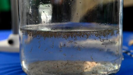 Durante o evento, o público poderá conhecer amostras de larvas do Aedes aegypti