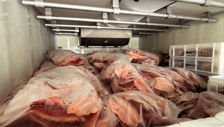 Carga de tilápia apreendida