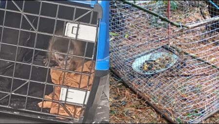 Vídeo: Operação Bocaiúva da PMA desmonta quadrilha de tráfico de animais em Bodoquena