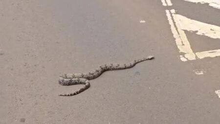 Vídeo: Jiboia cruza o Parque dos Poderes com 'escolta' do Detran-MS