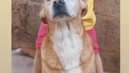 A família está em busca de qualquer informação sobre o paradeiro do animal