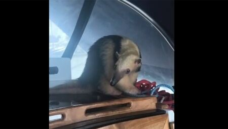 Animal foi encontrado na manhã de hoje