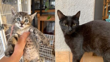 Adote! Gatos resgatados estarão disponíveis para ganharem novos lares neste sábado 