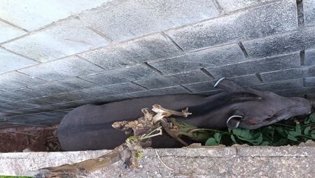 Foto: Divulgação/ PMA