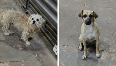 Aruan e Zaya moram na região do Universitário 