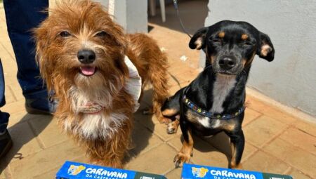 Animais ganharam prote&ccedil;&atilde;o m&aacute;xima neste ano