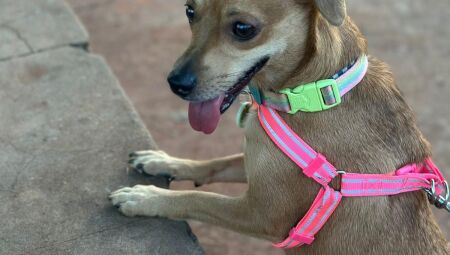 Caramelo Pa&ccedil;oca 