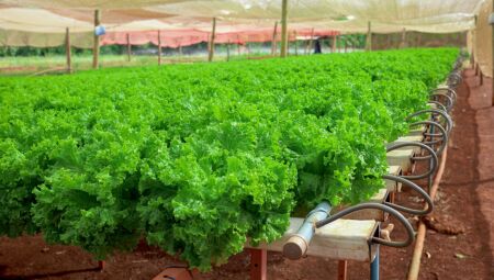 Projeto Irriga Forte entrega kits de irrigação a produtores na terça-feira