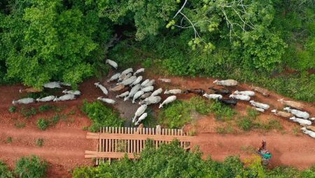 Fato ocorreu em &aacute;rea ind&iacute;gena