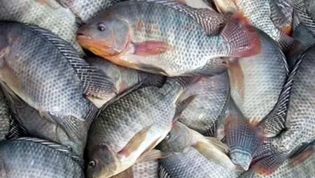 Governo suspende lista que classificava tilápia como espécie invasora