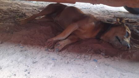 Suspeito de envenenar dezenas de cães e gatos é preso em assentamento de Brasilândia