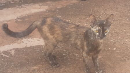 Essa é a irmã identica de Doisona, a diferença é que ela esta com a barriga raspada