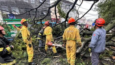 Galhos da &aacute;rvore que caiu em ponto de &ocirc;nibus em Guarulhos