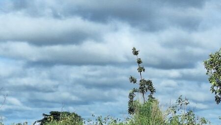 Segunda-feira ser&aacute; de calor e chance de chuva em Mato Grosso do Sul

