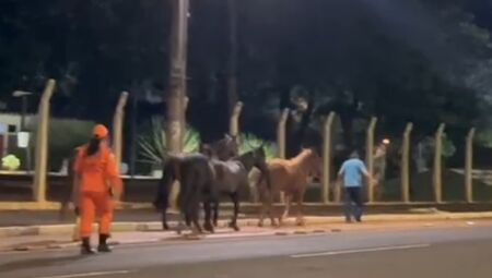 V&Iacute;DEO: Cavalos s&atilde;o encontrados soltos na Avenida Gury Marques, em Campo Grande