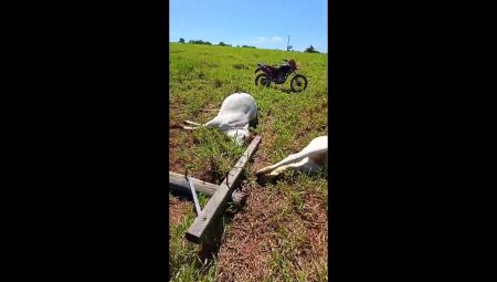 Seis vacas morrem eletrocutadas ap&oacute;s queda de poste de energia em fazenda de Selv&iacute;ria