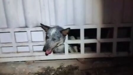 V&Iacute;DEO: Bombeiros resgatam cachorro que ficou com a cabe&ccedil;a presa em port&atilde;o em Corumb&aacute;