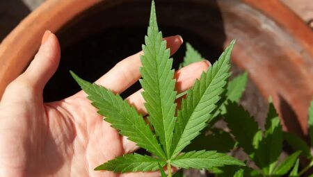 Cannabis poder&aacute; ser usada na produ&ccedil;&atilde;o de rem&eacute;dios