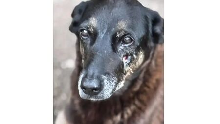 C&atilde;o 'Orelha' foi morto de forma brutal por adolescentes