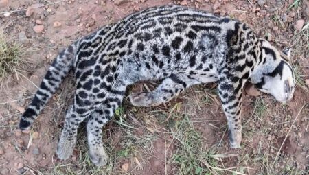 Jaguatirica morreu nas margens da rodovia